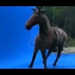 cavalocombatente69